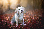 sitting Beagle