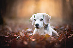 lying Australian Shepherd