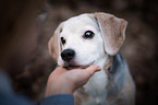 Beagle Portrait