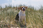 sitting Beagle