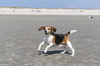 runing Beagle