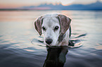 Beagle in the sea