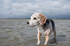 Beagle in the sea