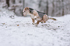 Beagle runs through the snow