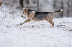 Beagle runs through the snow