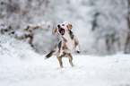 Beagle catches snowball