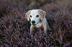 Beagle in the heather