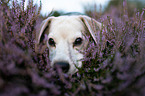 Beagle in the heather