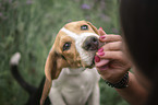 Beagle Portrait