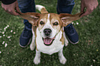 male Beagle