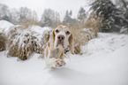 Beagle gives paw