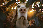 Beagle Portrait