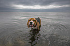bathing Beagle