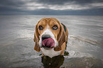 bathing Beagle