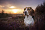 Beagle Portrait