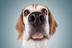 Beagle Portrait