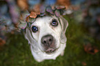 sitting Beagle