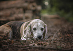 female Beagle