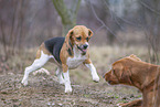 Basset Hound growls at dog