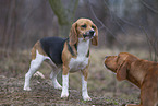 Basset Hound growls at dog