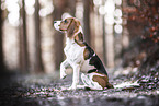 Beagle