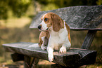 brown-and-white Beagle