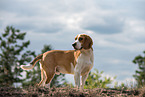 brown-and-white Beagle