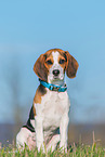 young Beagle