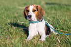 young Beagle