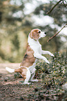 adult Beagle