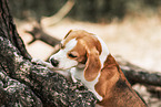 adult Beagle