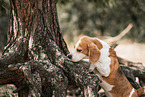 adult Beagle