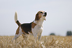 male Beagle