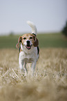 male Beagle