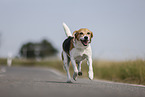 male Beagle