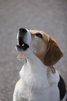 male Beagle