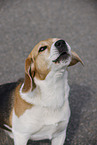 male Beagle