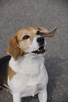 male Beagle