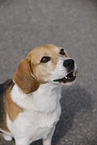 male Beagle