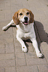 male Beagle