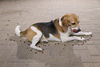 male Beagle