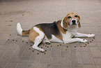 male Beagle