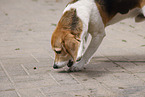 male Beagle