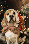 Beagle at christmas