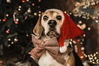 Beagle at christmas