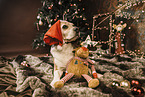 Beagle at christmas