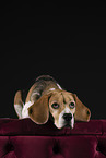 Beagle