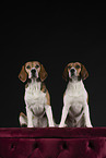 2 Beagles