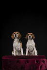 2 Beagles