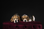 2 Beagles